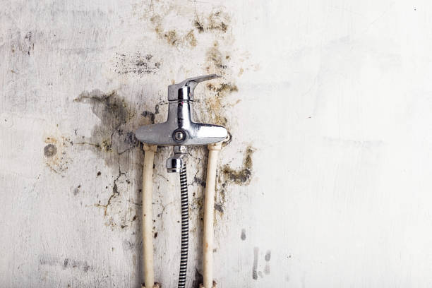 Best Home Mold Removal  in Freeport, FL