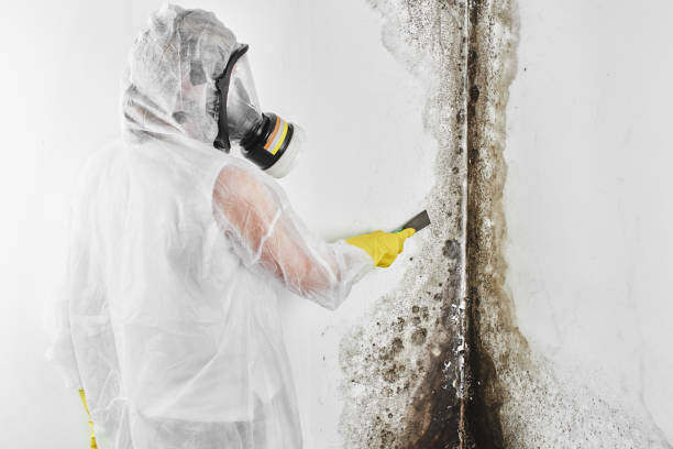 Best Professional Mold Removal  in Freeport, FL