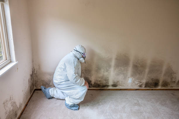 Professional Mold Removal in Freeport, FL