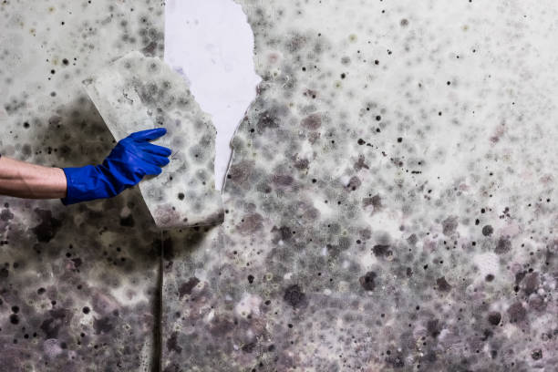 Mold Removal Process in Freeport, FL